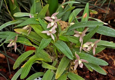 Prosthechea garciana 3578-1 (1).jpg