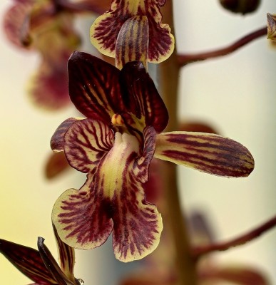 Oeceoclades saundersiana.jpg