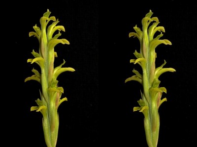 Sarcoglottis sceptrodes.jpg