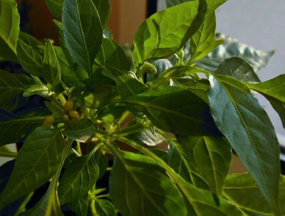 C. annuum Naschzipfel.JPG
