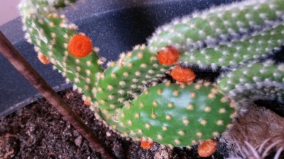 Opuntia.jpg