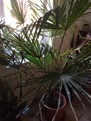 2016-03-18 07.20.50.jpg
