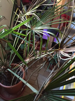 2016-03-18 07.21.11.jpg