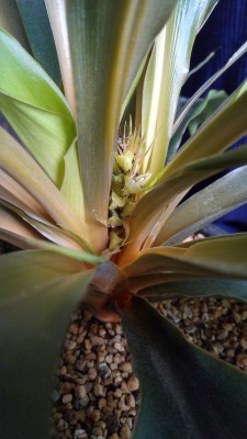 Blüte ein Jahr nach der Aussaat.jpg