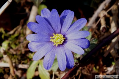 20160319_04.JPG