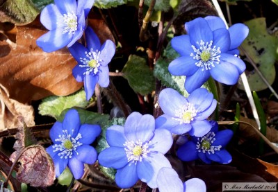 20160319_08.JPG