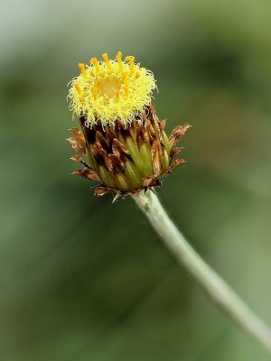 Phagnalon saxatile (1).jpg