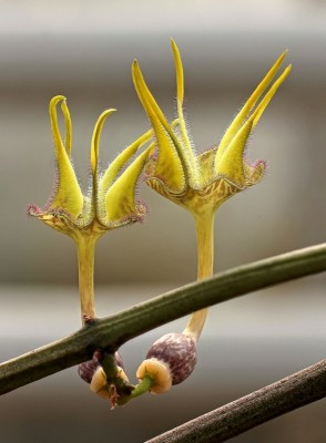 Ceropegia stapeliiformis ssp. serpentina.jpg