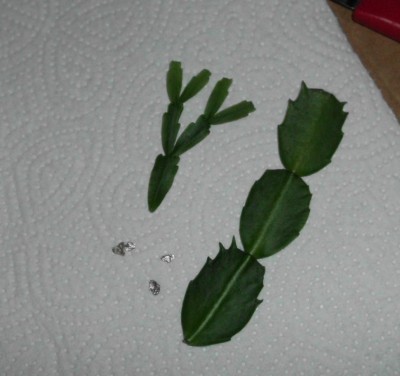 Schl. lutea.JPG