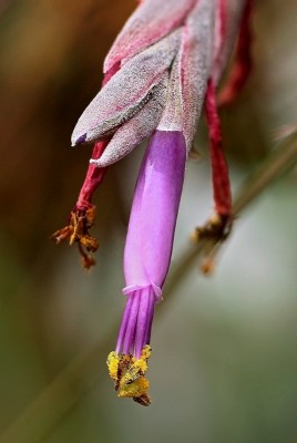 Tillandsia baileyi (2).jpg