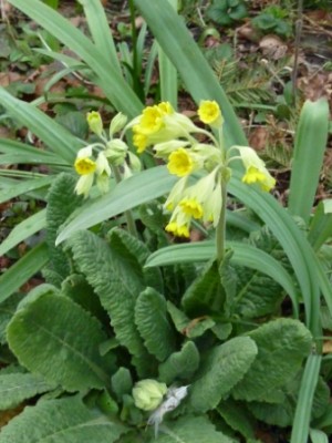 20160327 017.JPG