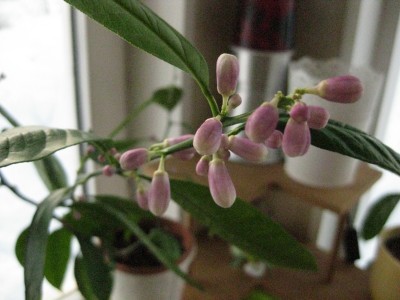 IMG_0691.JPG