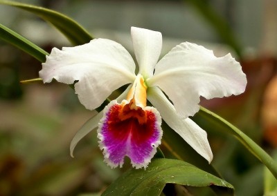 Cattleya percivaliana ´Semialba´ (1).jpg