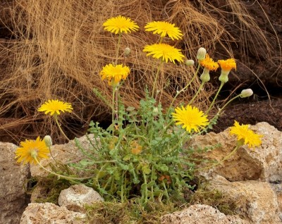 Sonchus masguindalii (2).jpg
