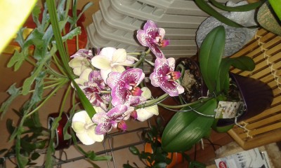 Phalenopsis.jpg