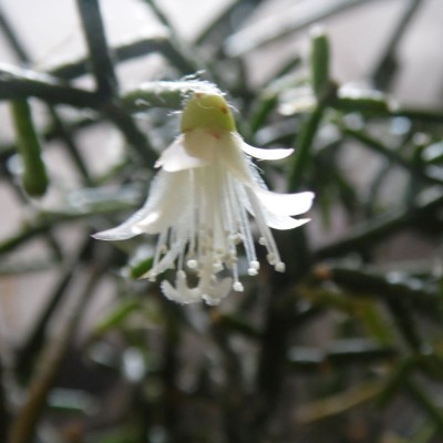 2016-04-01-Blüte1.jpg