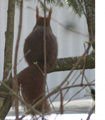 Eichhörnchen.png