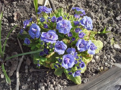 Primelblau3April2016.jpg