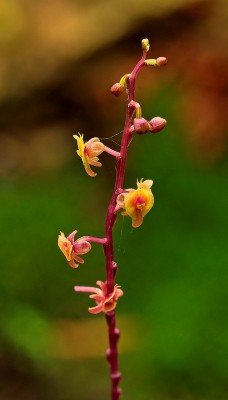 Crepidium lowii (1).jpg