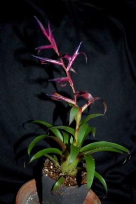 Tillandsia16 001pp.jpg