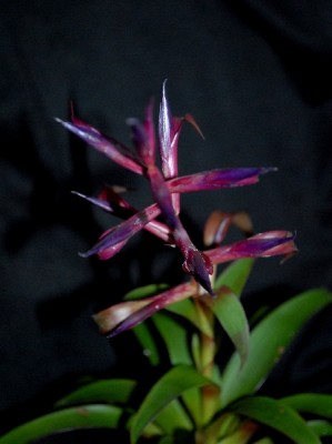 Tillandsia16 003pp.jpg