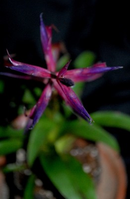 Tillandsia16 004pp.jpg