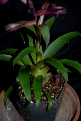 Tillandsia16 005pp.jpg