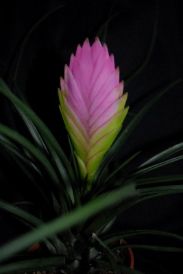 Tillandsia16 011pp.jpg