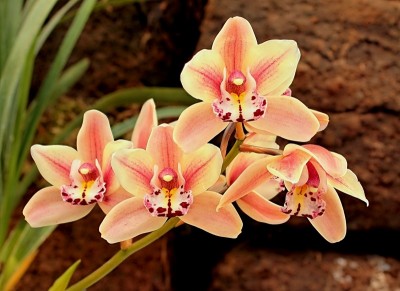 Cymbidium Hybride (1).jpg