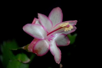 Schlumbergera16 003pp.jpg