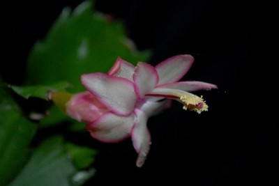 Schlumbergera16 004pp.jpg