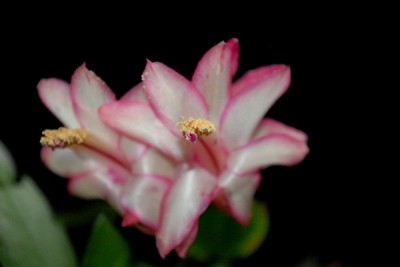 Schlumbergera16 005pp.jpg