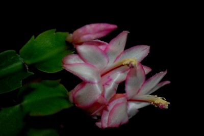 Schlumbergera16 007pp.jpg