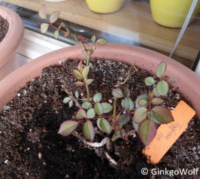 Topfrose_rot_2016_04_06.JPG