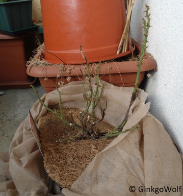 Duftrose_MarieCurie_2016_04_06.JPG