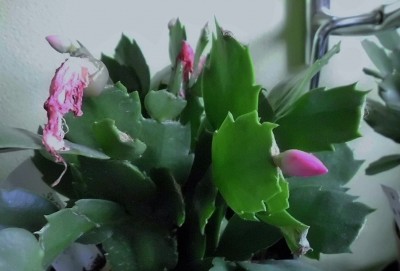 Schlumbergera Russian Dancer.JPG