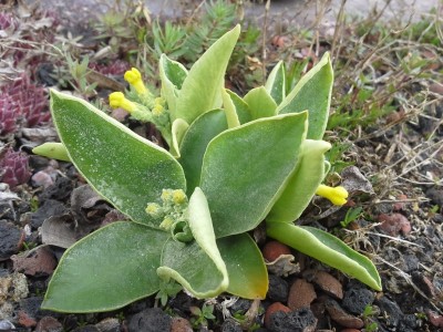 Primula auricula.jpg