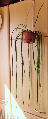 Disocactus aurantiacus.JPG