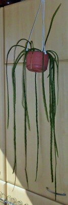 Disocactus aurantiacus (2).JPG