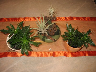 Kalanchoe.jpg