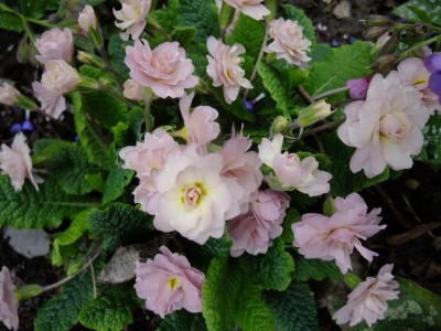 2016_0409015.JPG