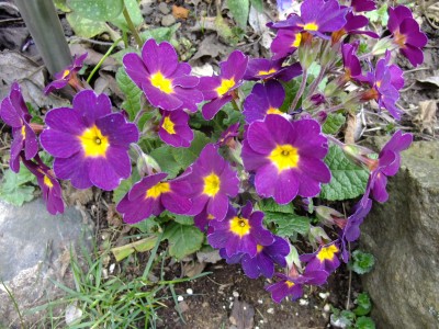 2016_0409024.JPG