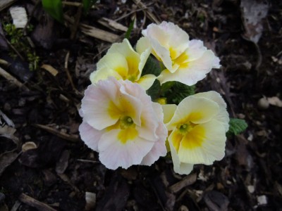 2016_0409031.JPG