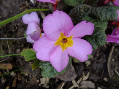 2016_0409036.JPG