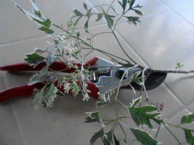 DSCN1508.JPG