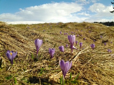Wilder Krokus Chopf 11.4.16.jpg