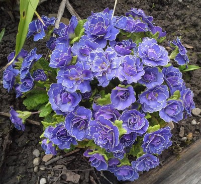 BlauePrimelgefüllt.jpg