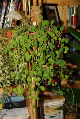 DSC_0830_Hoya_nummularioides.jpg