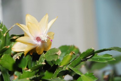 DSC_0826_Schlumb.jpg