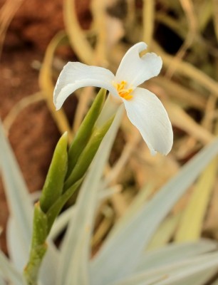 Tillandsia arequitae (1).jpg
